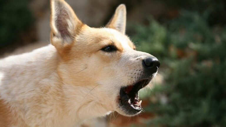 犬が唸るのは威嚇？本当の理由とその対策方法を紹介！ | Petful Life