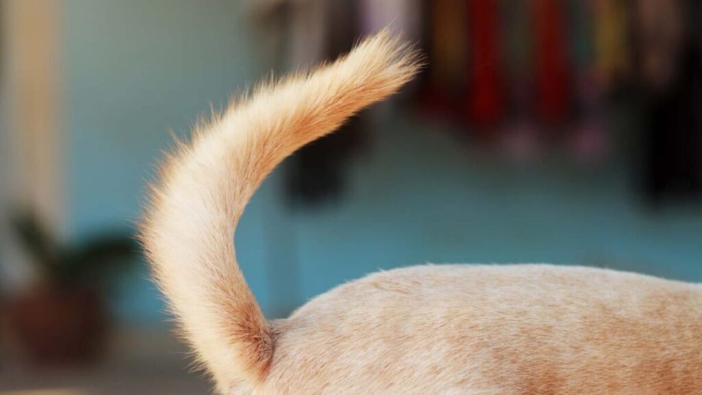 犬が尻尾を振る理由は？尻尾以外でわかる感情表現の仕方も紹介 | Petful Life
